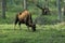 Indian gaur grazing at Kabani forests