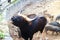 Indian Gaur the Largest species of wild cattle