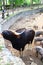 Indian Gaur the Largest species of wild cattle