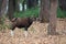 Indian gaur in the nature habitat in India