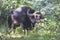 Indian gaur on a sunny day