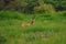 Indian gazelle also known as chinkara with a broken hornin national park at Rajasthan India