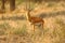 An Indian gazelle antelope also called Chinkara with large long pointed horns standing alone under the evening sun and amidst dry