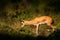 Indian Gazelle or Chinkara, Gazella bennettii, animal, Indian subcontinent, Rathambore, India. Deer, nature habitat. Bellow majest