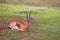 Indian Gazelle, Gazella bennettii, Mayureshwar Wildlife Sanctuary, Maharashtra