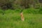 An Indian gazelle with long horns standing amidst grass and looking at a peacock at the corner