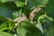 Indian gecko inside a bush looking out , Kolkata, India