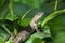 Indian gecko inside a bush looking out , Kolkata, India