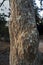 Indian ghost tree, Kullu Sterculia urens, treetrunk Clous Up Kukadia Near Idar Sabarkantha North Gujarat