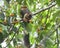 The Indian giant squirrel, or Malabar giant squirrel, Ratufa indica