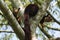 Indian giant squirrel or Malabar giant squirrel, Ratufa indica, Dandeli National Park, Karnataka, Dandeli