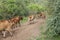 Indian Gir Cow Captured at Gir forest Gujarat India