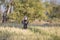 Indian girl with a jug with water on her head goes through a wheat field in Indian village Mandu, India