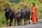 Indian girl taking care of water buffaloes