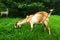 indian goat eating grass on nature park