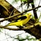 Indian golden oriole bird front view