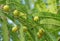 Indian Gooseberry, Phyllanthus Emblica