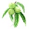 Indian gooseberry, Phyllanthus emblica or amla, green fruits isolated, illustration