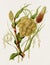 Indian Grains. Antique botanical illustration