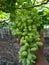 Indian grapes farm photo 2021