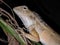Indian grass lizard or chameleon shot at night