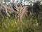 Indian grass in sunlight