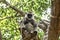 Indian gray langur monkey