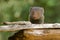 Indian gray mongoose in Sri Lanka