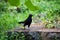 Indian greater coucal or crow pheasant walking on the rock in India with green background