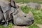 Indian greater one-horned rhinoceros