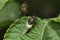 Indian green belly soldier fly, Satara, Maharashtra