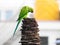 Indian Green Color Ring neck Parakeet Parrot sitting top of the dried coconut tree  on sky background