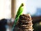 Indian Green Color Ring neck Parakeet Parrot sitting top of the dried coconut tree  on sky background