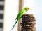 Indian Green Color Ring neck Parakeet Parrot sitting top of the dried coconut tree  on sky background