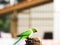 Indian Green Color Ring neck Parakeet Parrot sitting top of the dried coconut tree  on sky background