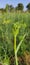 Indian green flawer variyali plant