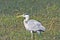 Indian grey heron