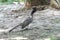 Indian grey hornbill