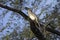 Indian grey hornbill, Ocyceros birostris, Keoladeo Ghana National Park, Bharatpur, Rajasthan, India