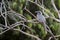 Indian Grey Hornbill Ocyceros birostris in Nathdwara, Rajasthan, India