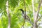 Indian Grey Hornbill perching on Shady Tree