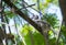 Indian Grey Hornbill perching on Shady Tree