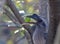 An Indian Grey Hornbills chewing the fruit
