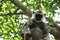 Indian grey languor Monkey in Tamil Nadu