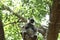 Indian grey languor Monkey in Tamil Nadu