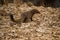 The Indian grey mongoose or common grey mongoose Herpestes edwardsi at Ranthambore Tiger Reserve, India