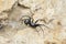 Indian ground spider, Anagraphis species, Satara, Maharashtra