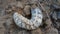 An Indian grub worm on the compost ground.