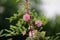 Indian gum Arabic tree pink flower, kumbhewadi, Maharashtra,india