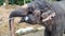 Indian Guy Waters with Hose Large Elephant in Yard